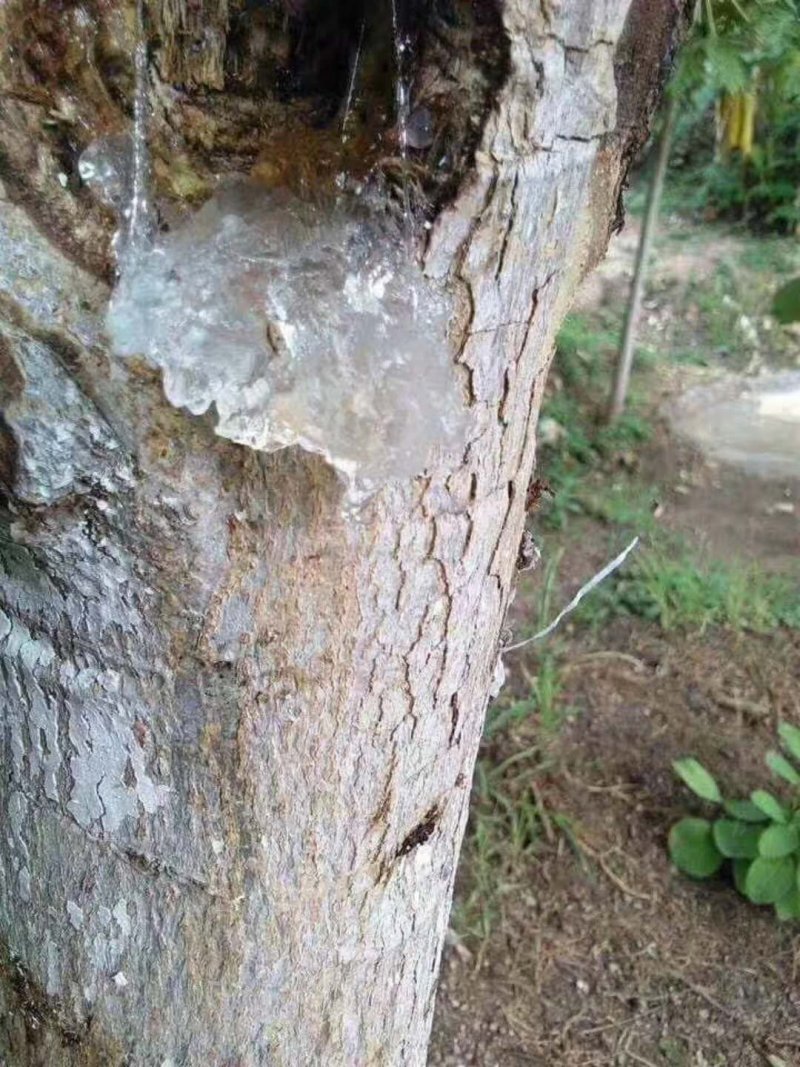 特级红菇，雪燕窝批发零售