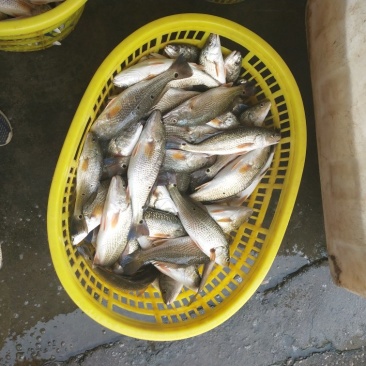鲈鱼