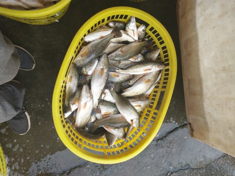 鲈鱼
