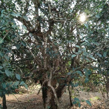古树茶