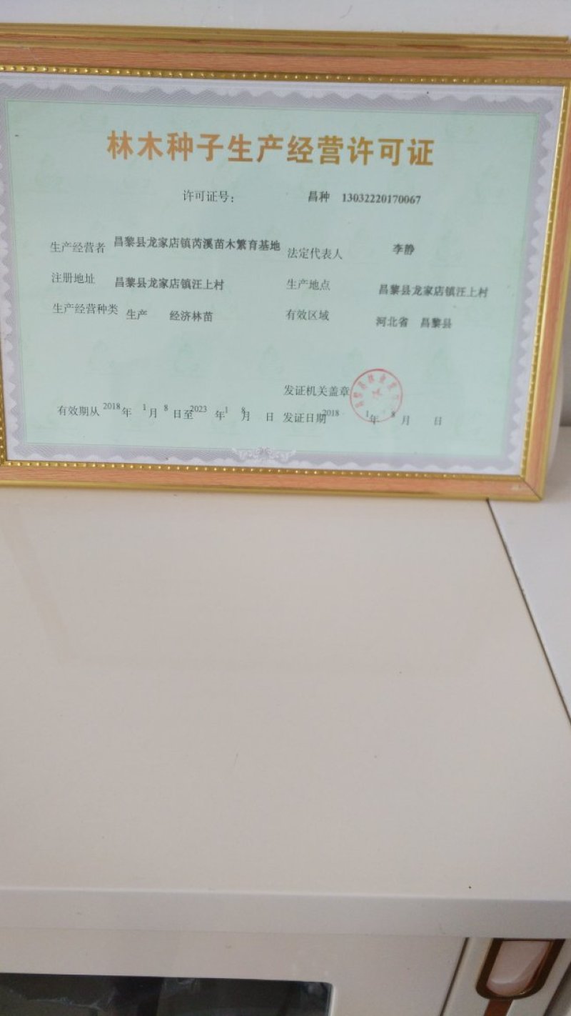 《密光葡萄苗》昌黎基地现挖现发/保纯度可签订合同
