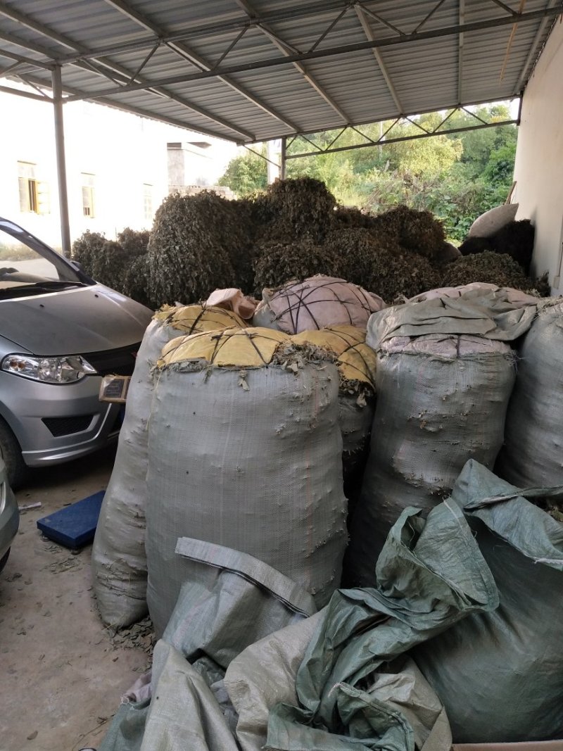 金钱草，