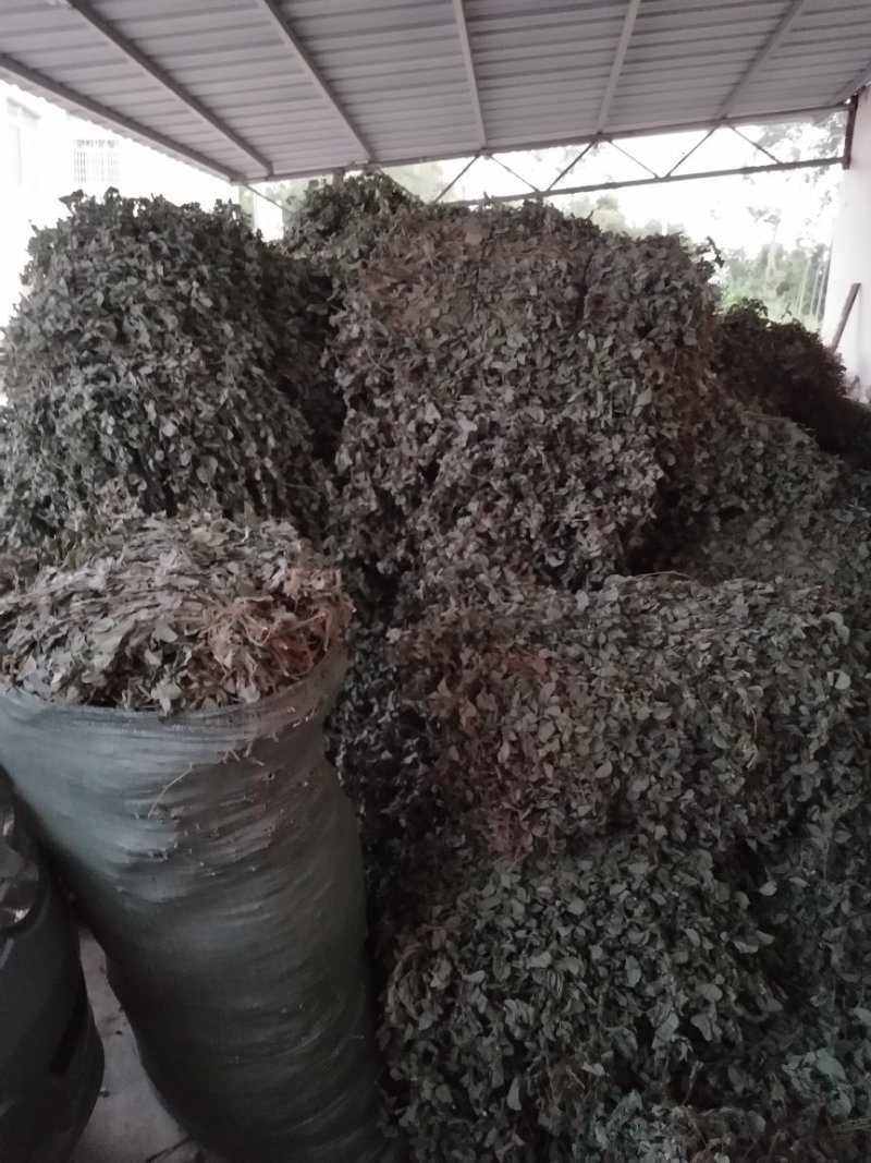 金钱草，
