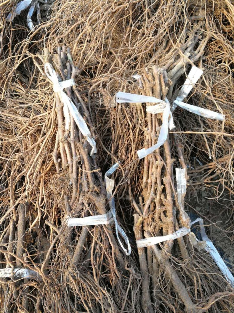 《玫瑰香葡萄苗》河北昌黎葡萄苗基地/现挖现发/可签合同