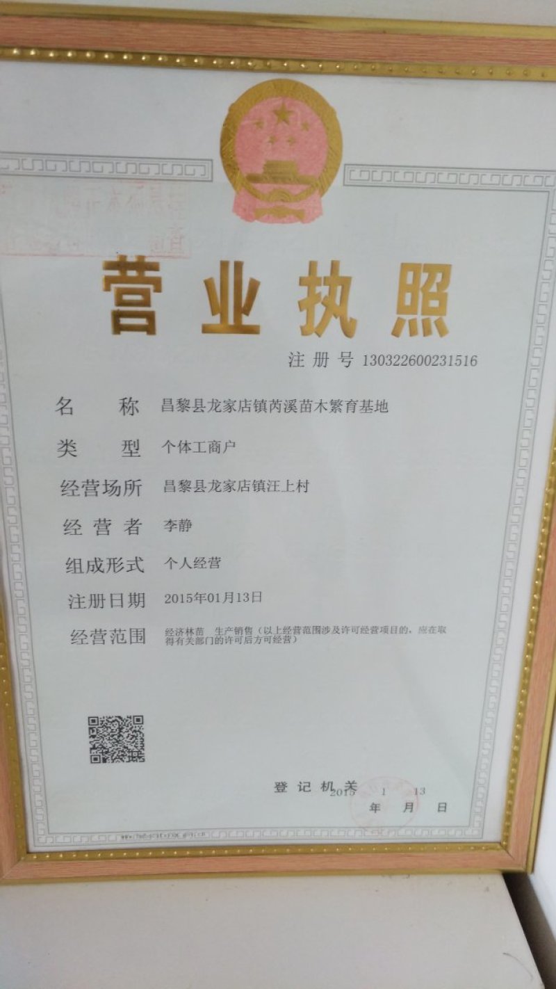 《玫瑰香葡萄苗》河北昌黎葡萄苗基地/现挖现发/可签合同