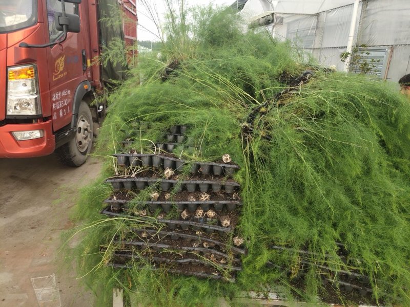 【荐】半年采收粗大芽多高产芦笋苗盛丰一代芦笋苗