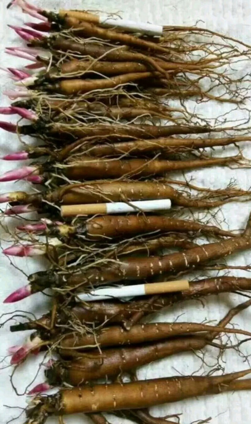 药用芍药工程用芍药成活率高耐旱耐寒