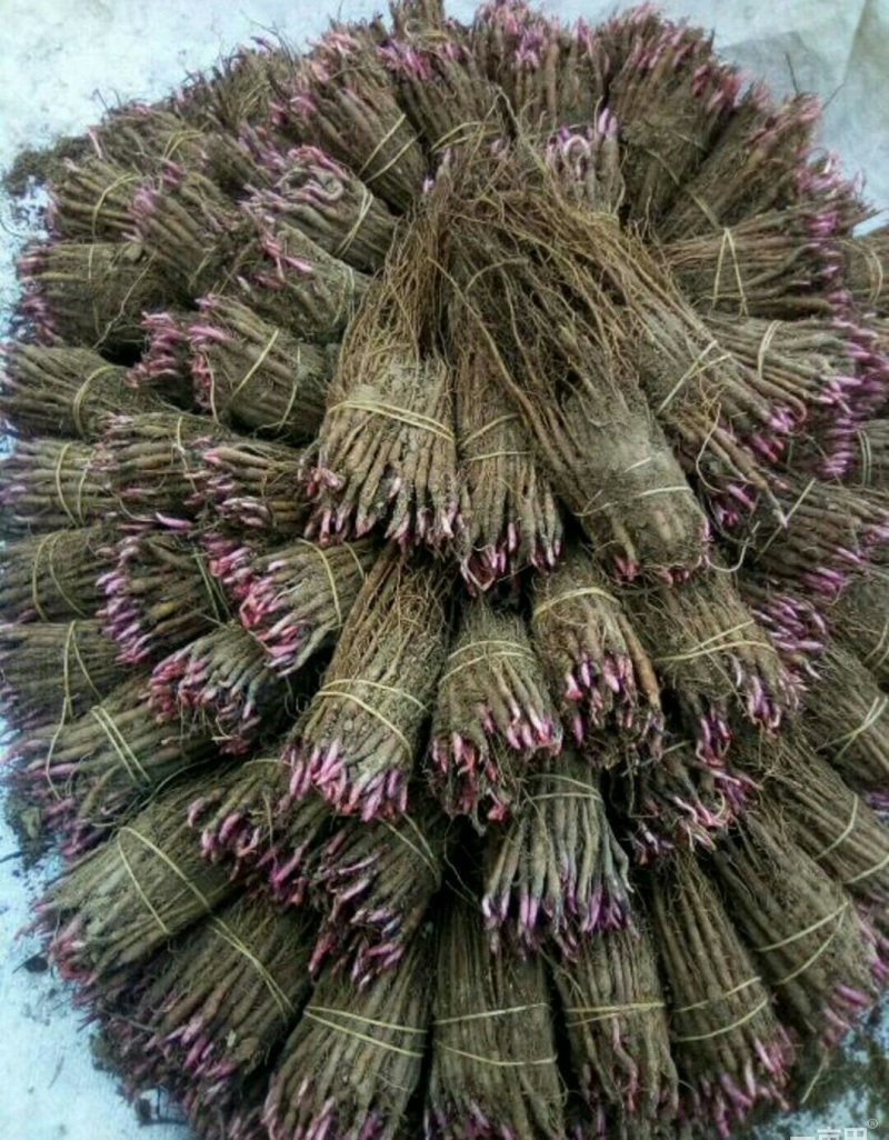 药用芍药工程用芍药成活率高耐旱耐寒