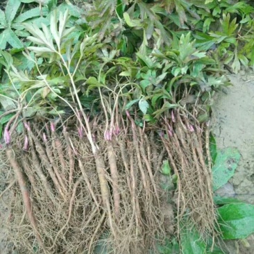 药用芍药工程用芍药成活率高耐旱耐寒