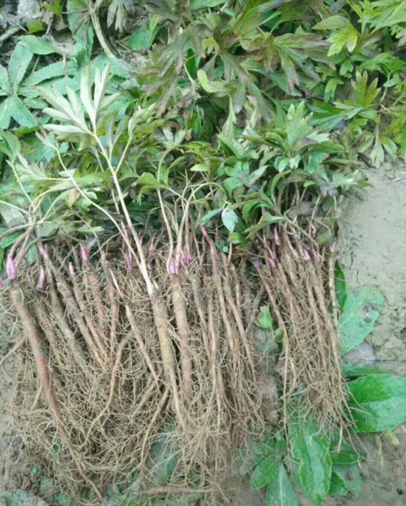 药用芍药工程用芍药成活率高耐旱耐寒