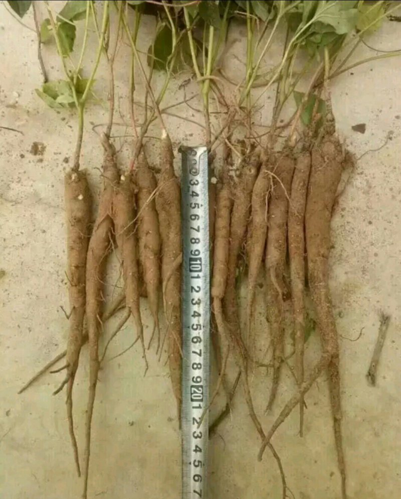 药用芍药工程用芍药成活率高耐旱耐寒