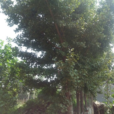 银杏树，名种规格都有。