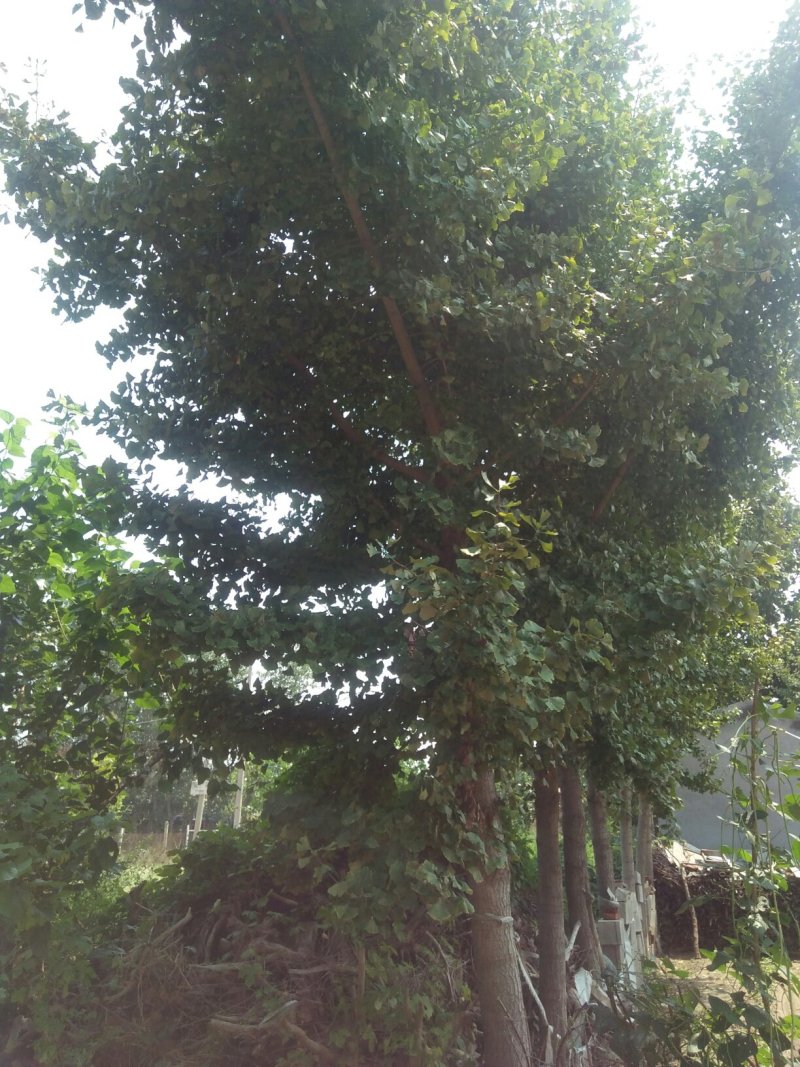 银杏树，名种规格都有。