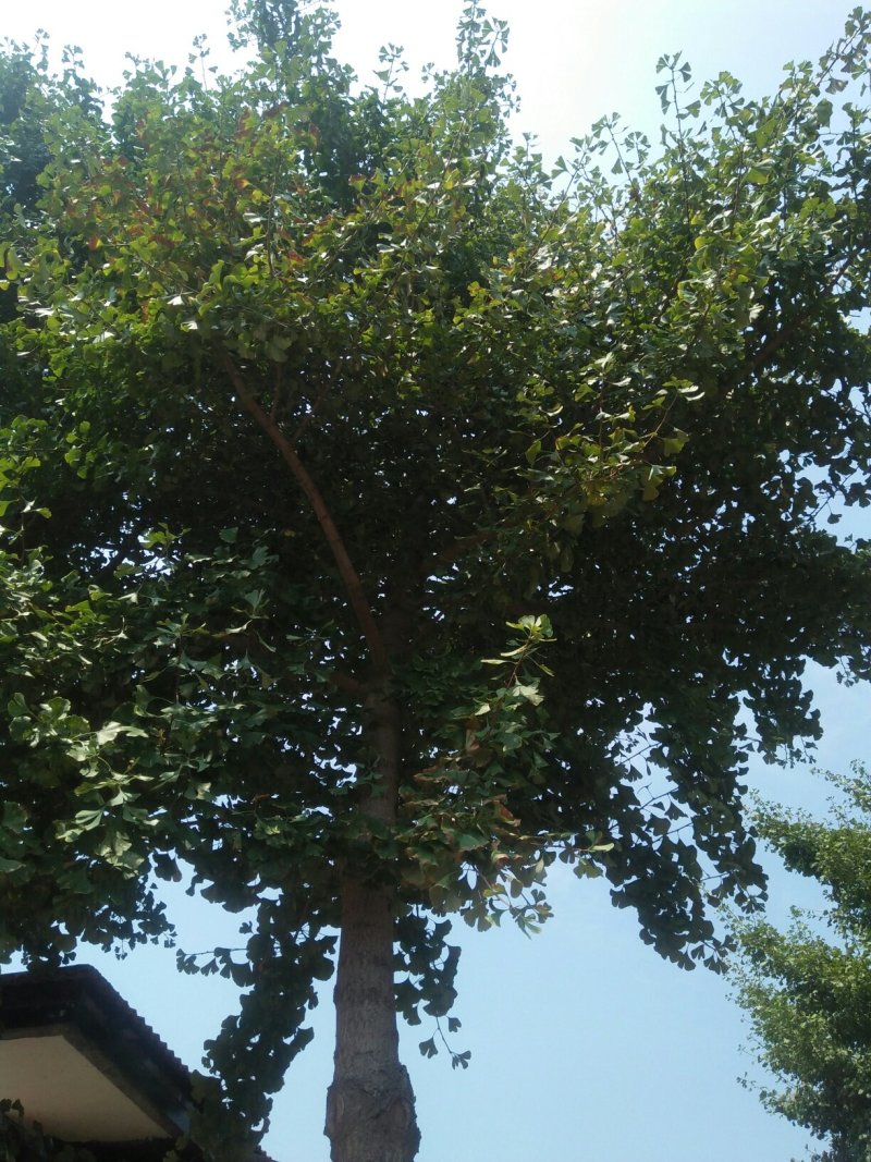银杏树，名种规格都有。