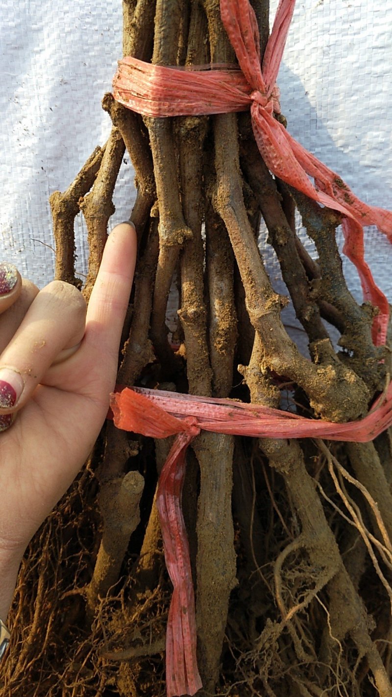 《维多利亚葡萄苗》昌黎葡萄苗/早熟果粒大/保证纯度