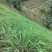 泰国柠檬香茅草热售中