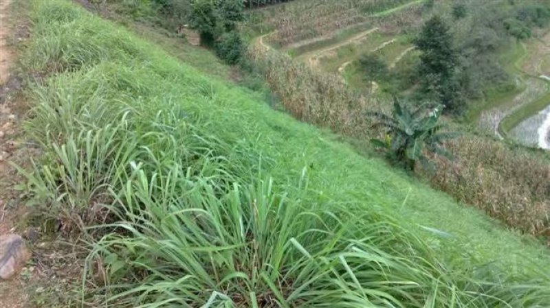 泰国柠檬香茅草热售中