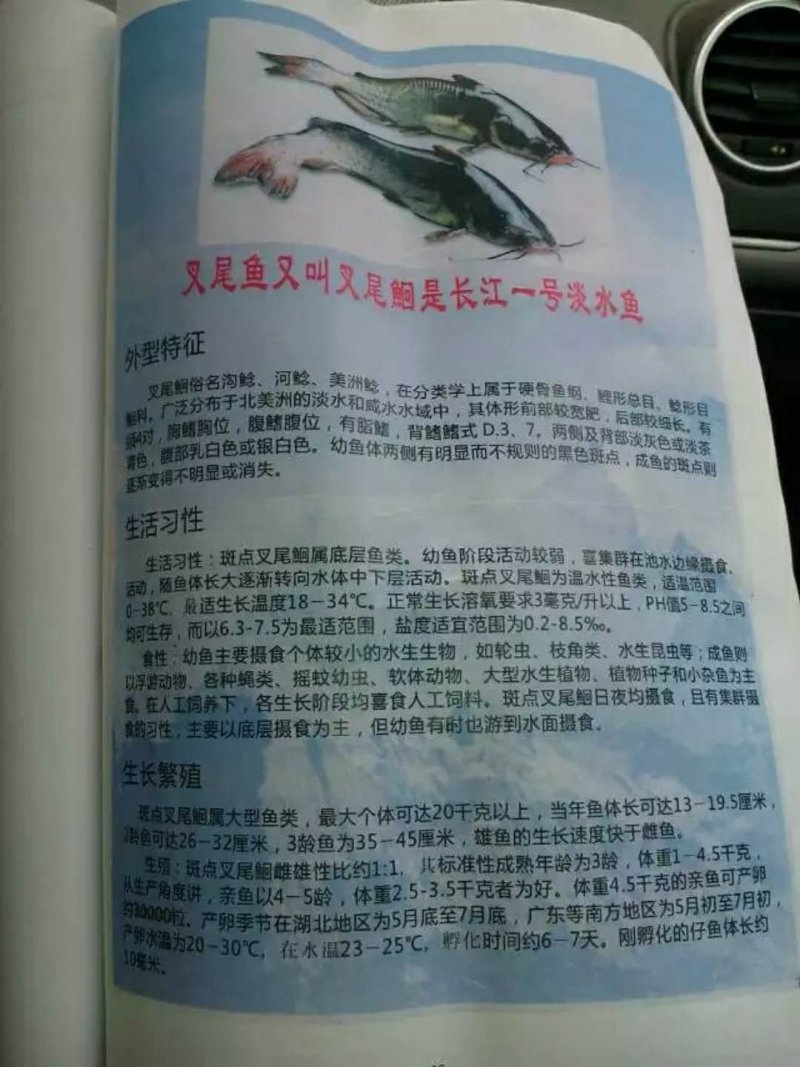 叉尾鱼，斑点叉尾鮰，可以高密度饲养，抗病能力强