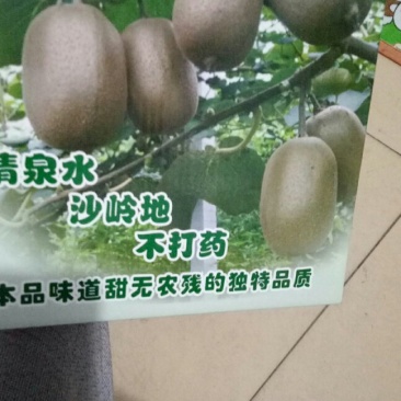 无毛猕猴桃
