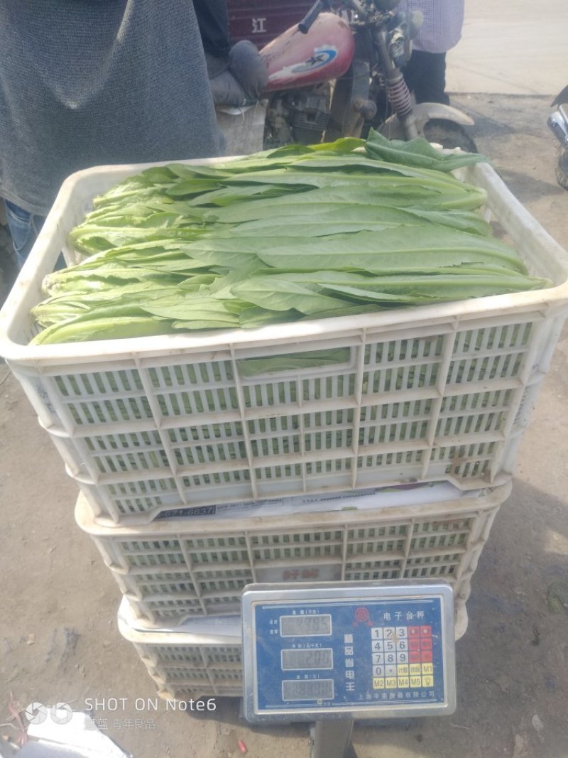 油麦菜（品种美冠油麦菜）现割现发25----30公分