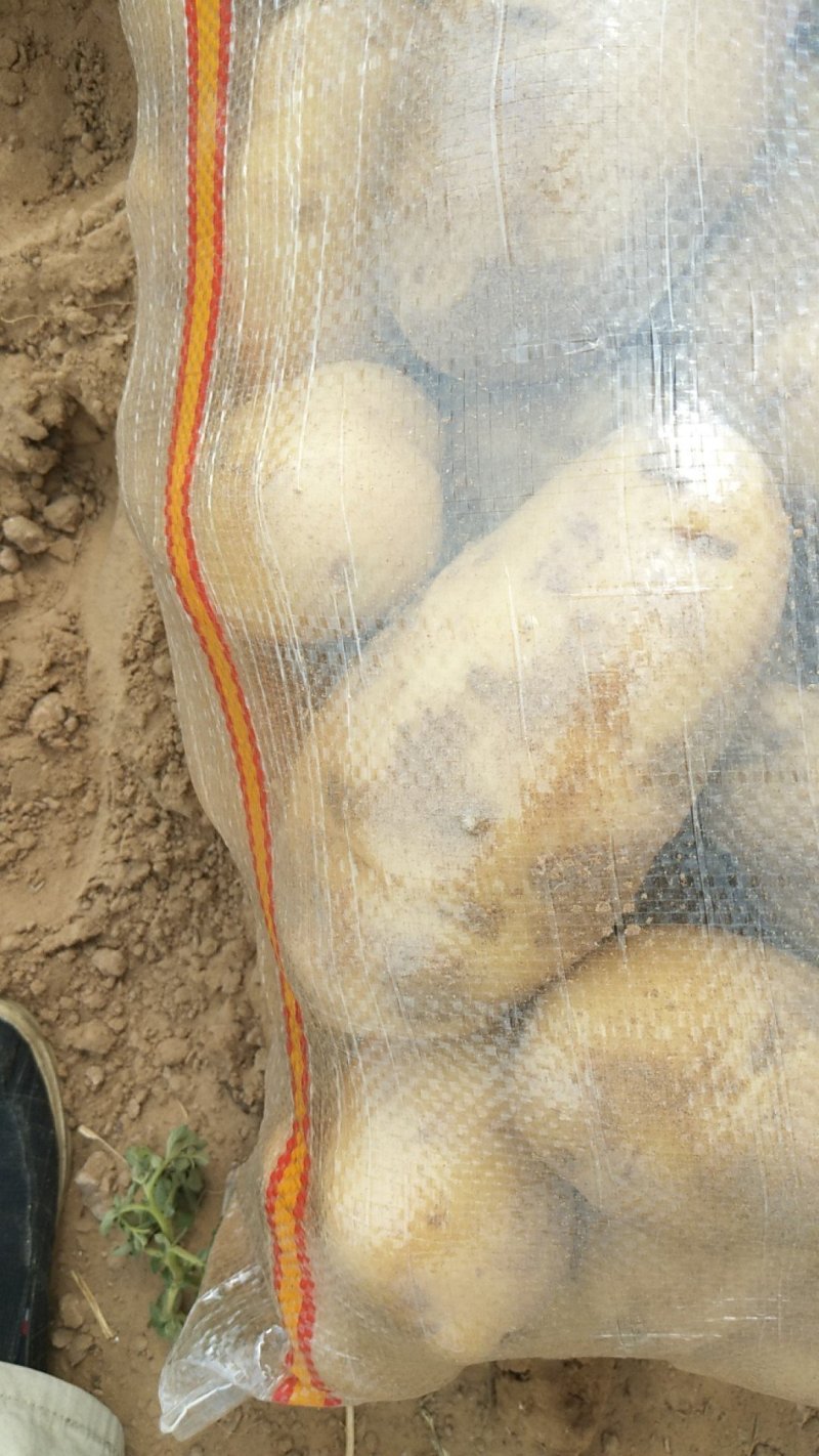 陕北榆林荷兰十五土豆