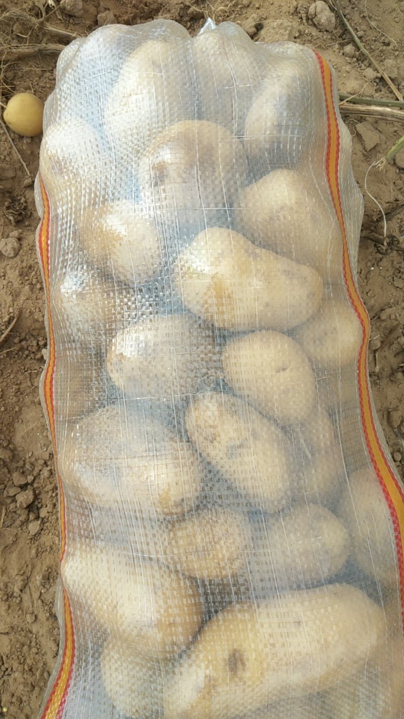 陕北榆林荷兰十五土豆