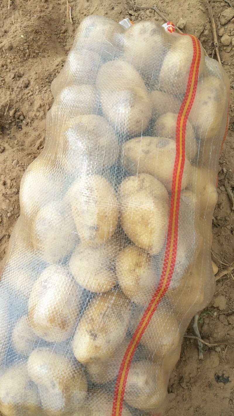 陕北榆林荷兰十五土豆