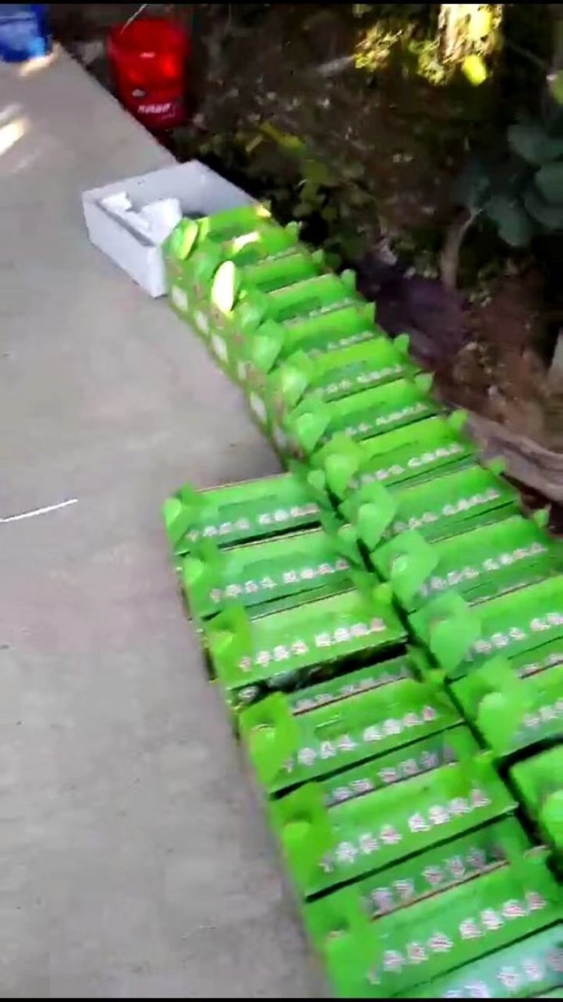 博山碧玉猕猴桃