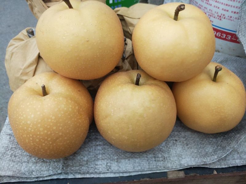 黄金梨，秋月梨，大量上市