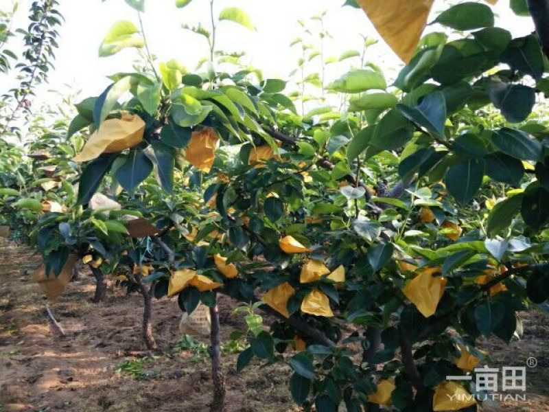 黄金梨，秋月梨，大量上市