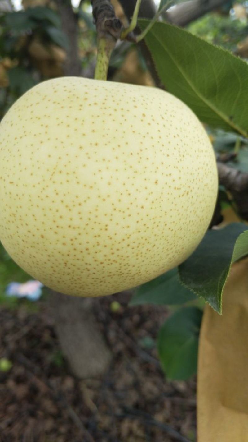 黄金梨，秋月梨，大量上市