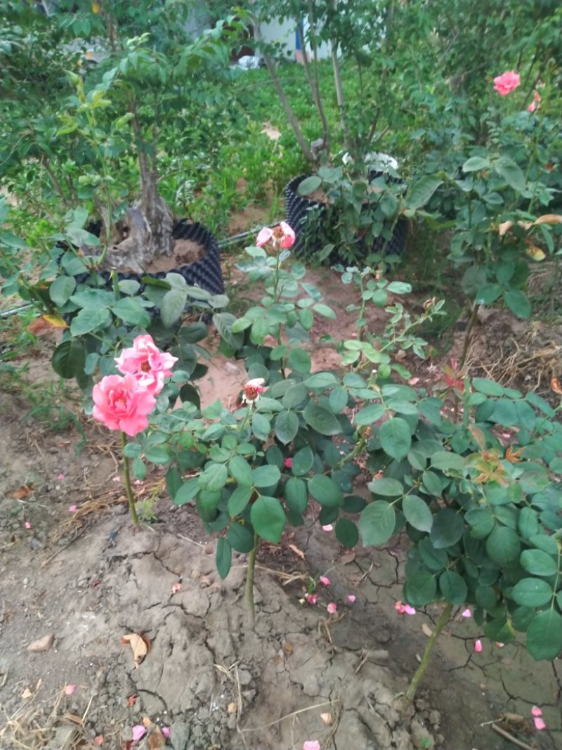 河南南阳棒棒糖月季一手货源品种齐全花期长