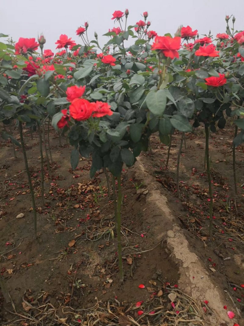 河南南阳棒棒糖月季一手货源品种齐全花期长