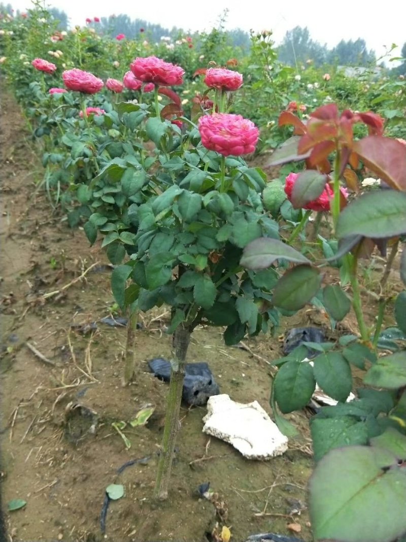 河南南阳棒棒糖月季一手货源品种齐全花期长