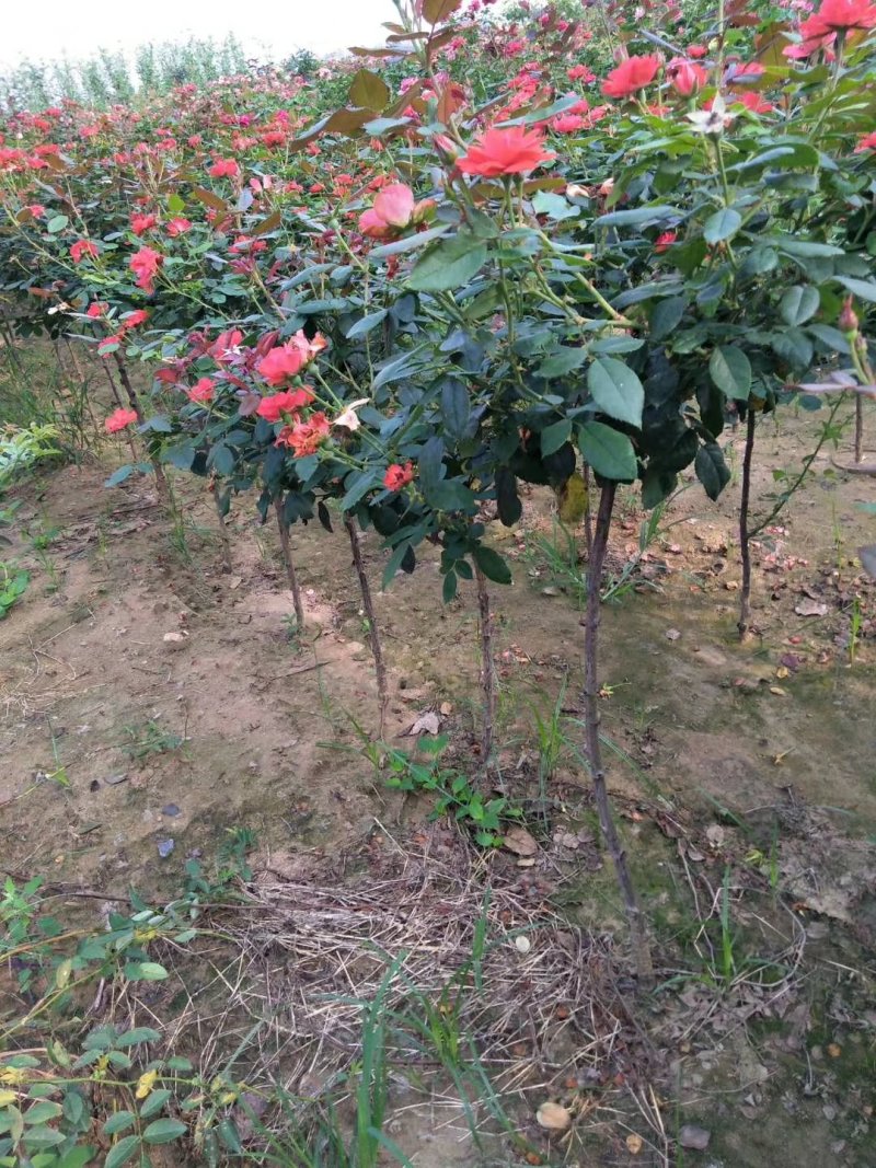 河南南阳棒棒糖月季一手货源品种齐全花期长