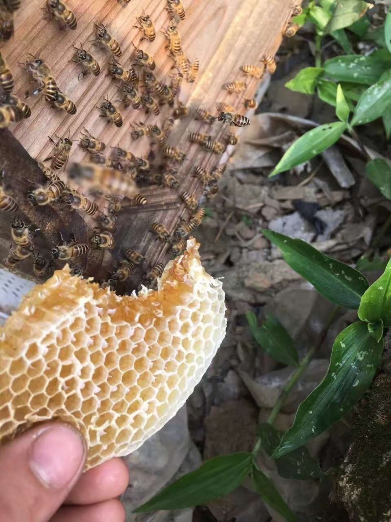 正宗土蜂蜜原汁原味