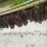 传统手工制作，无食品添加剂，用大米和茶子壳熏制长达一个月