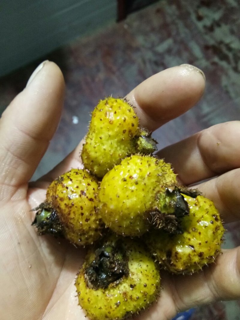 刺梨贵州野生鲜果10斤包邮