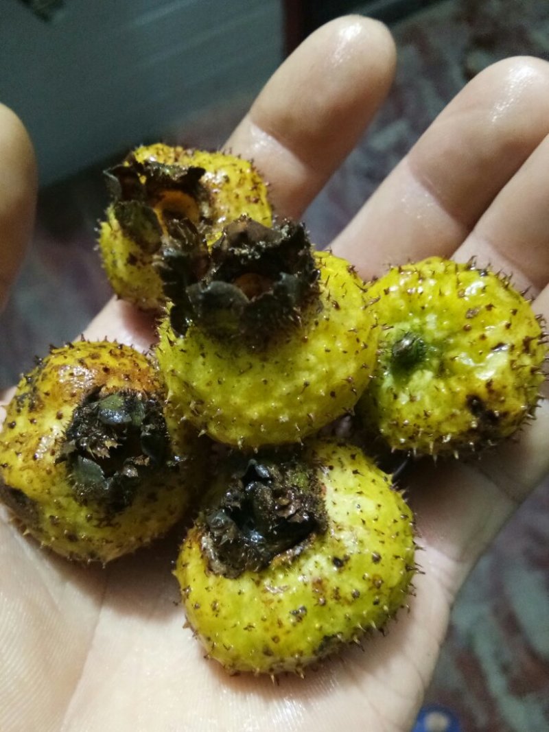 刺梨贵州野生鲜果10斤包邮