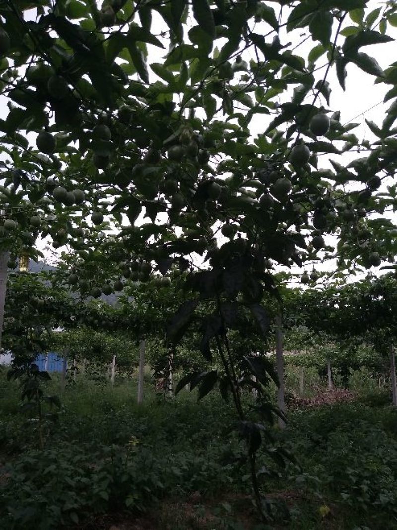 百香果