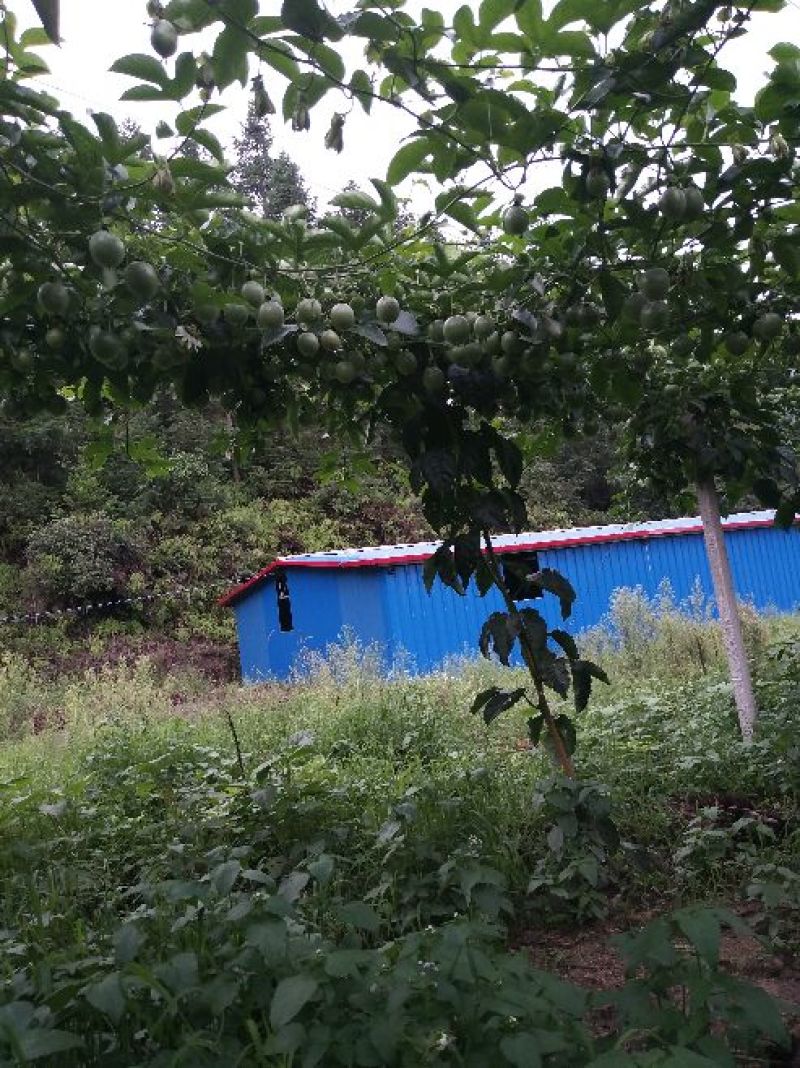 百香果