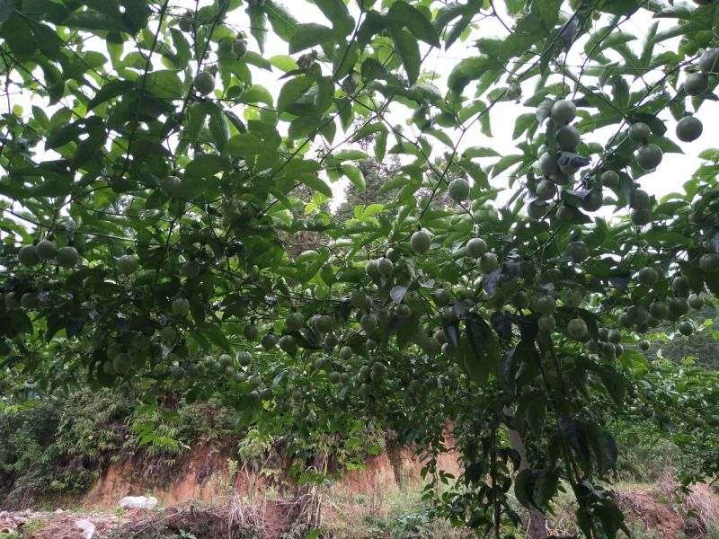 百香果