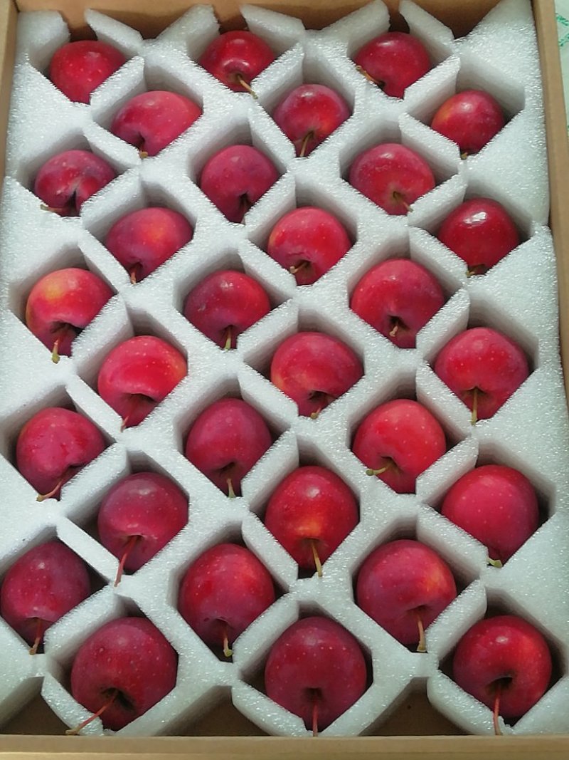 鸡心果