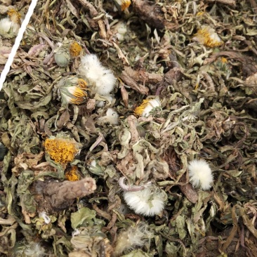 纯新野生药用蒲公英杂志少带黄花
