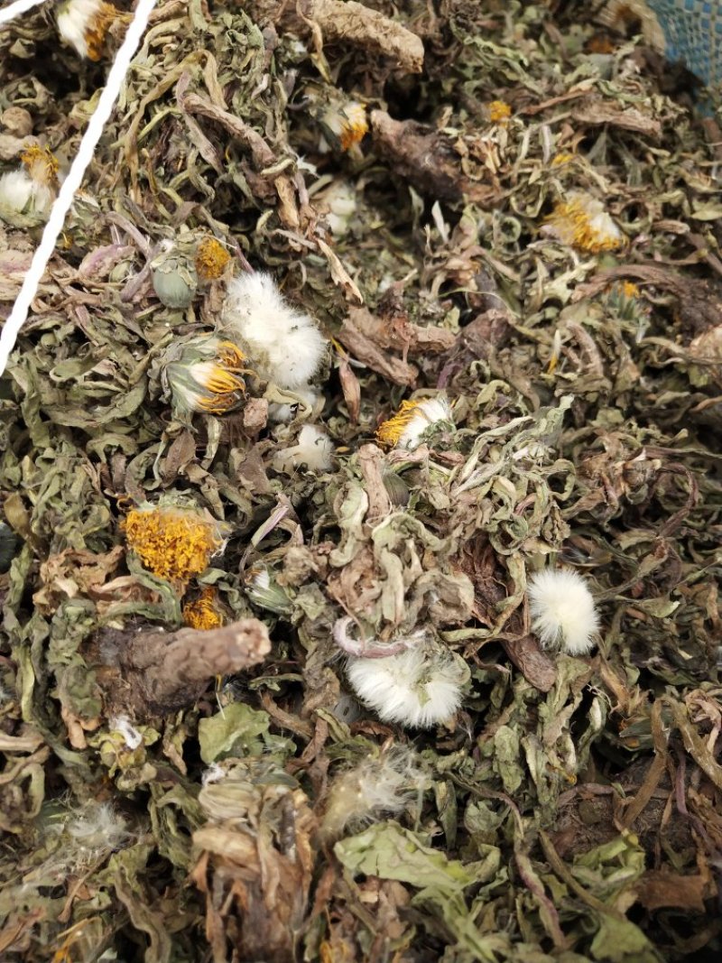 纯新野生药用蒲公英杂志少带黄花