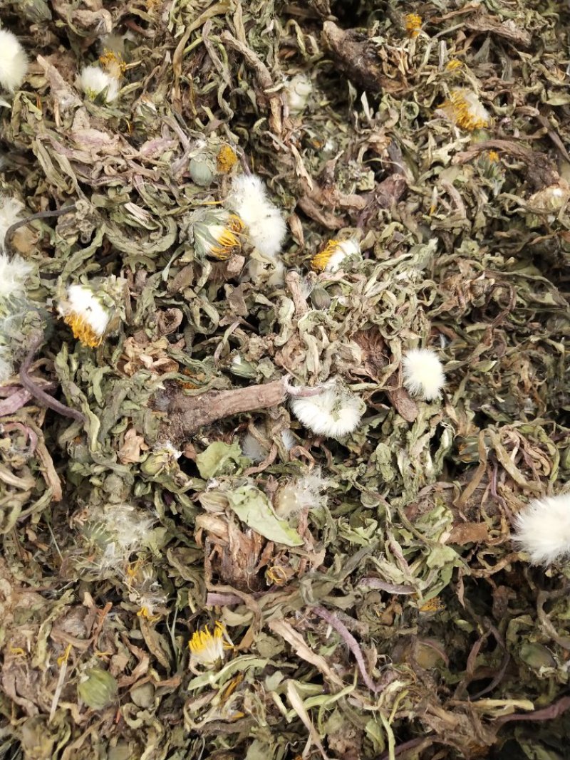 纯新野生药用蒲公英杂志少带黄花