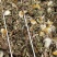 纯新野生药用蒲公英杂志少带黄花