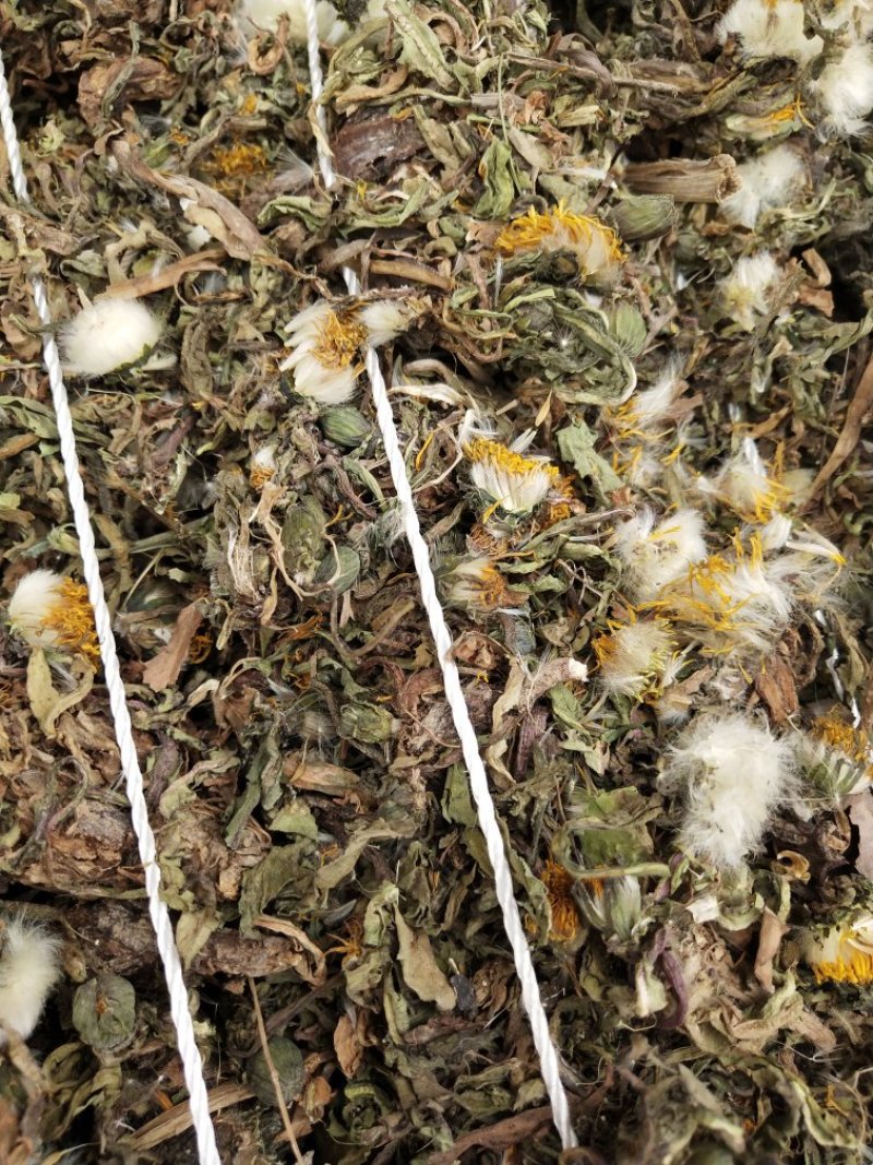 纯新野生药用蒲公英杂志少带黄花
