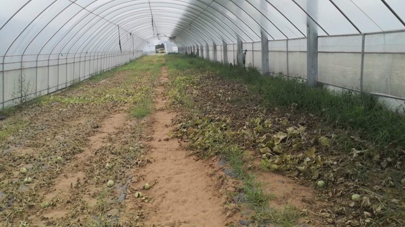 蔬菜大棚钢管大棚4-12米跨度10年不生锈