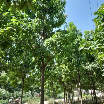 12公分定植楸树量大，10-12-13-14-15精品楸